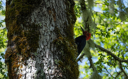 Naturaleza en 100 palabras